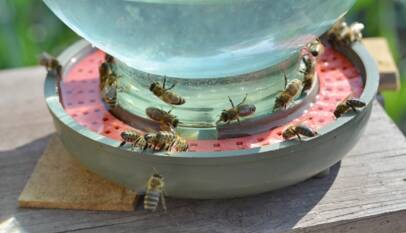How Garden Water Features Influence Bee Behavior