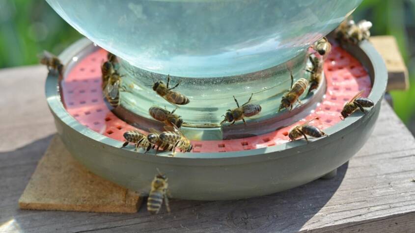 How Garden Water Features Influence Bee Behavior