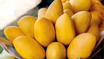 Best Pakistani Mangoes Online