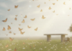 memorial butterfly release